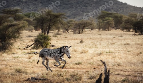 Preview: Animals in the wild - Grévy's Zebra running in Samburu National Reserve, North Kenya