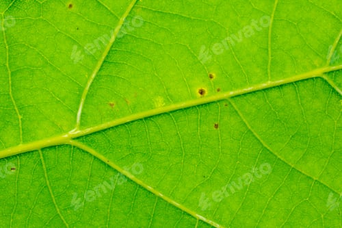 Preview: green leaf with visible texture. background or textura