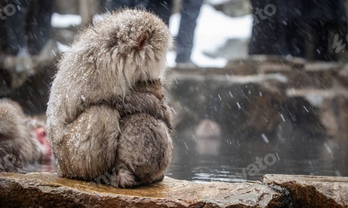 Preview: Snow monkey