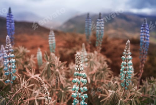 Preview: Mountains meadow