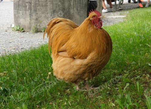 Preview: Fluffy Fat Rooster