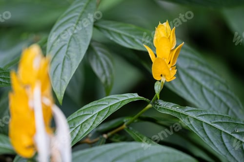 Preview: yellow flower in the forest