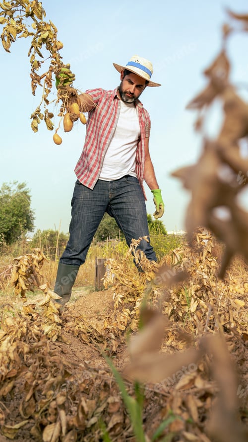 Preview: Organic vegetables. Fresh potatoes in the hands of male farmer. Cheerful man