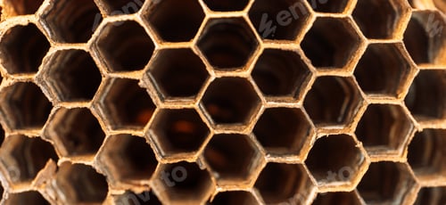 Preview: Hornet hive with empty honeycombs close up
