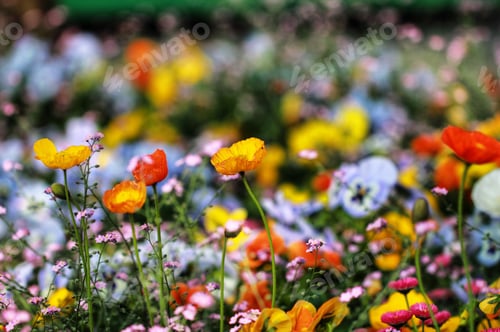 Field of Colorful Flowers in Springtime Sunlight