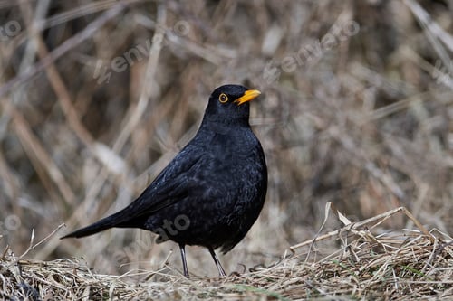 Preview: Common blackbird (Turdus merula)