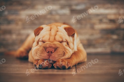 Preview: Shar Pei puppy sleeping on the floor