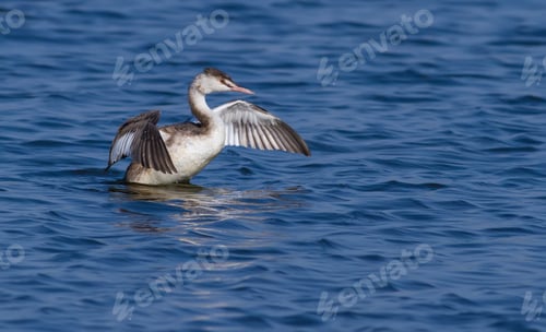 Preview: Great crested grebe, Podiceps cristatus. Young bird floating on the river, stretches wings