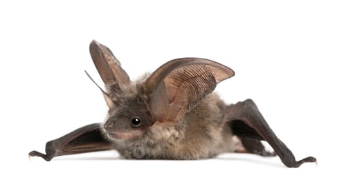 Preview: Grey long-eared bat, Plecotus astriacus, in front of white background, studio shot
