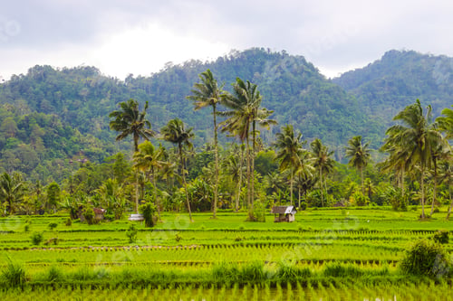 Preview: Beautiful rice terraces in Bali. Rice fields.