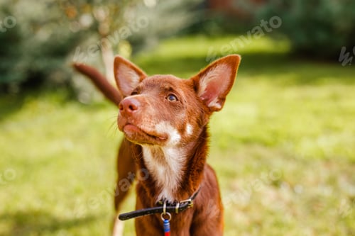 Preview: Australian Kelpie puppy outside in the yard on the green lawn