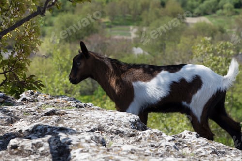 Preview: A baby goat on the stone.