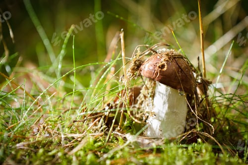 Preview: Mushroom in the forest at sunset with dewdrop