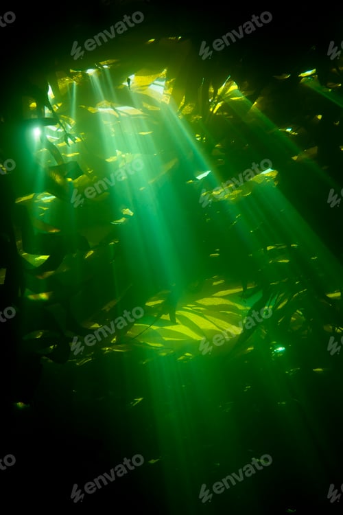 Preview: Sundays through kelp