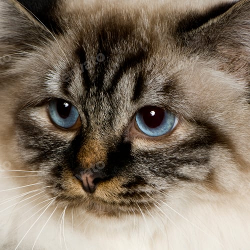 Preview: Blu-tabby-point Birman (18 months)