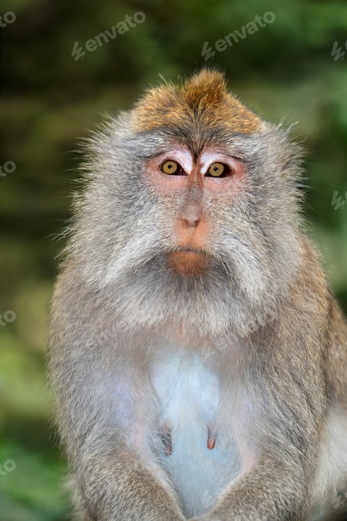Preview: Balinese long-tailed monkey - Indonesia