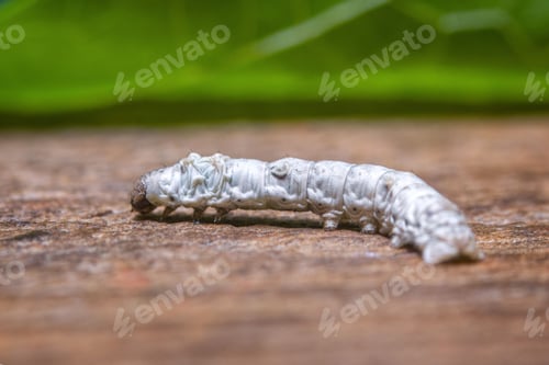 Preview: Close-up of a silkworm on a wooden surface, showcasing its detailed texture and natural colors