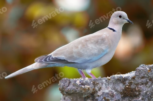 Preview: Lovely turtle dove - elegant and beautiful. Shot of turtle dove in nature.