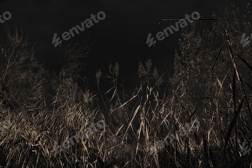 Preview: Closeup shot of the grass in the field at night