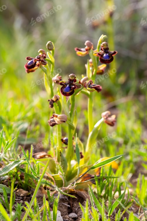 Preview: Wild orchid, scientific name; Ophrys speculum