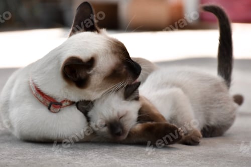 Preview: Beautiful adorable old style siamese blue point shorthaired cat, thai cat with amazing blue eyes.