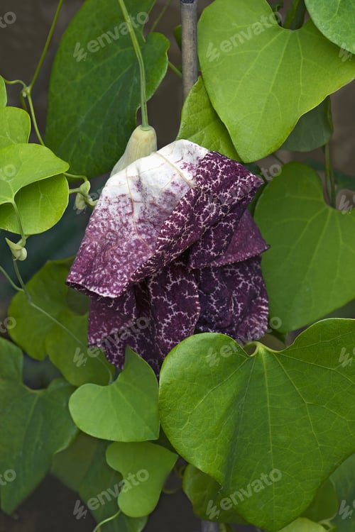 Preview: Brazilian Dutchman'S Pipe (Aristolochia Gigantea). Called Giant Pelican Flower Also.