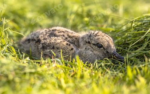 Preview: Eurasian oystercatcher chick