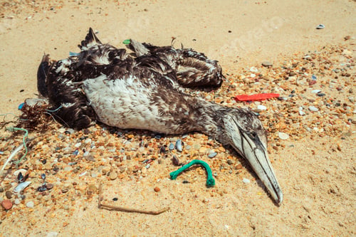 Preview: Dead seagull on beach 5