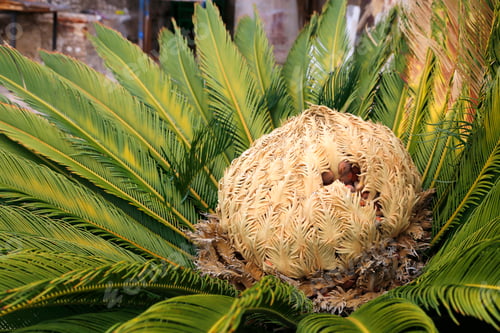 Preview: Female cone and foliage of cycas revoluta cycadaceae sago palm