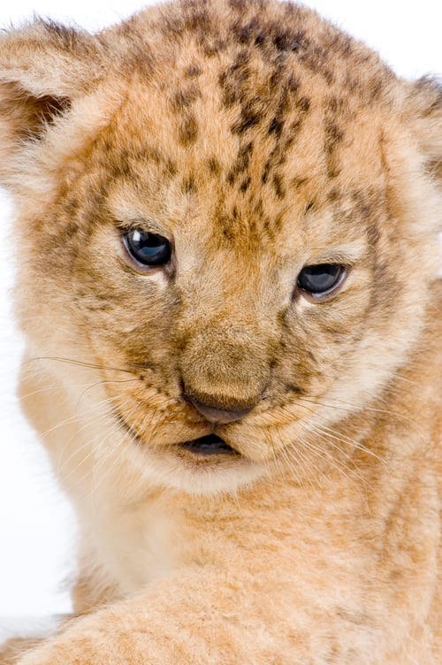 Preview: Lion Cub's c