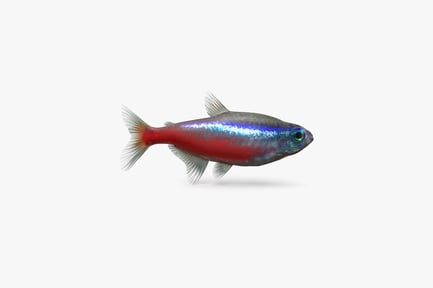 Preview: Luminescent Cardinal Tetra Fish