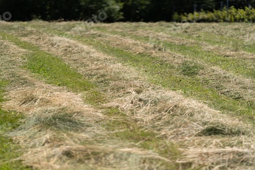 Preview: Cut grass in the village