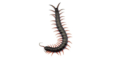 Preview: Giant centipede isolated on white background
