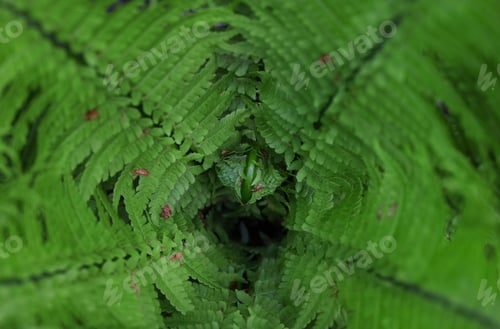 Vista previa: Background of green fern leaves