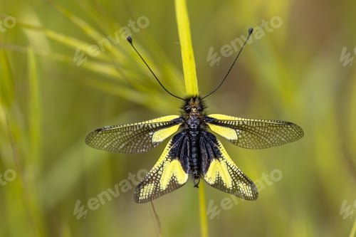 Preview: Owly sulphur insect