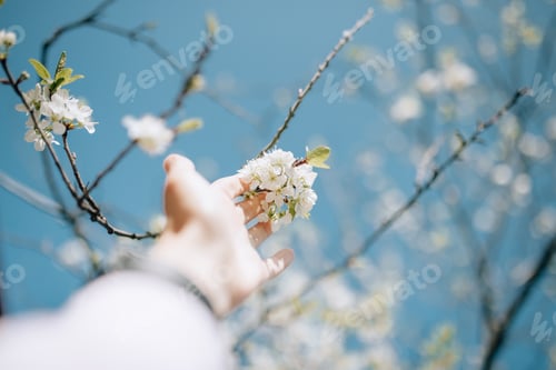 Preview: Hand holding white flowers from a blossomed tree