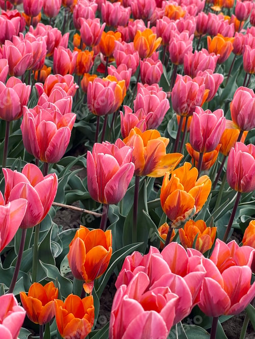 Preview: Tulips
