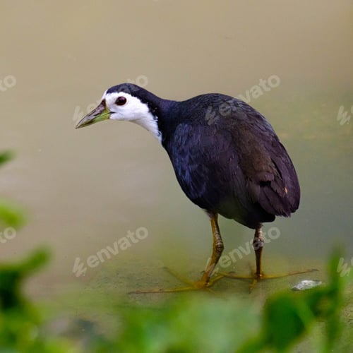 Preview: The white-breasted waterhen (Amaurornis phoenicurus) in Melaka, Malaysia.