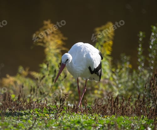 Preview: White Stork Searches For Food In Grass