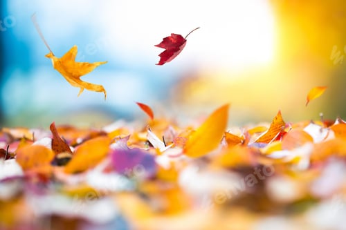 Preview: leaves, autumn, fall leaf, colours, overlay