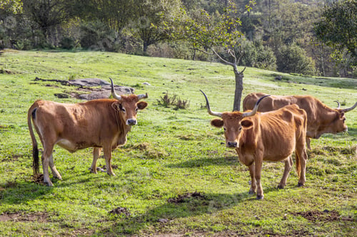 Preview: Cachena breed Cows grazing on a green field