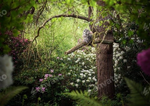 Preview: Grey coloured owl perched in forest tree