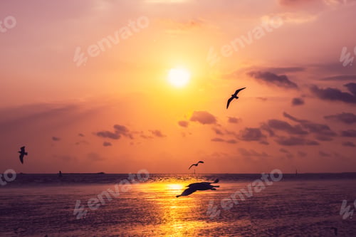 Preview: The background of sunset with flying seagull at Bangpu Recreation Center, the gulf of Thailand