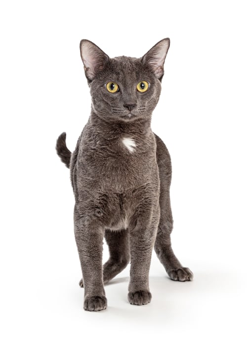 Preview: Grey Cat White Spot Standing Looking Forward