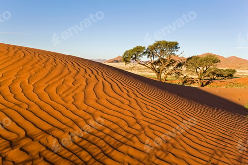 Preview: Africa, Namibia, Namib Desert Dune and tree