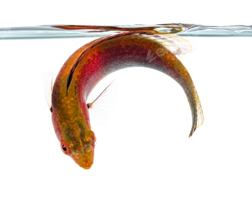 Preview: Colorful wrasse fish swimming in clear water