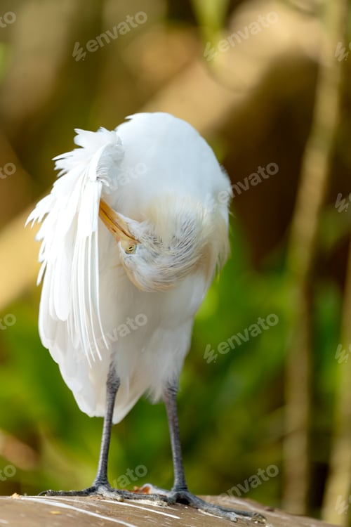 Preview: Portrait of a cattle egret. Close up view of a cattle egret