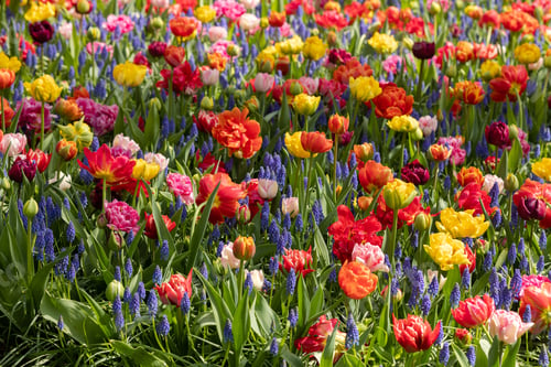 Preview: Colorful tulips, hyacinth and daffodils on a field in Keukenhof, the Netherlands