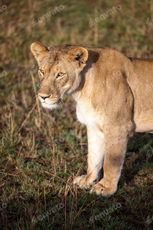 Preview: Lioness strides across a sun-drenched savannah, its powerful presence dominating the landscape