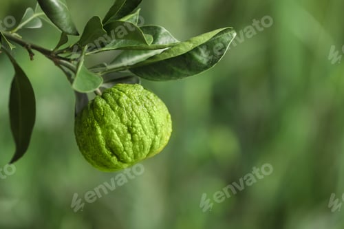 Preview: Closeup view of bergamot tree with fruit outdoors
